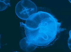 jellyfish