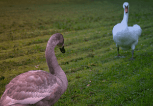 two geese opposite each other